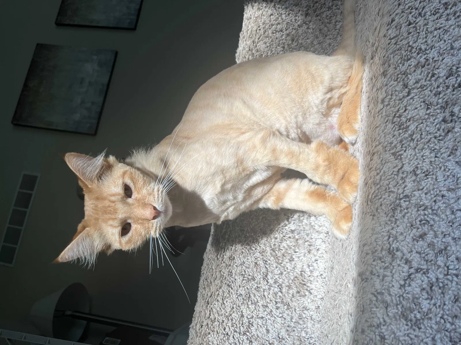 Lost cat in Acworth, GA, 30102