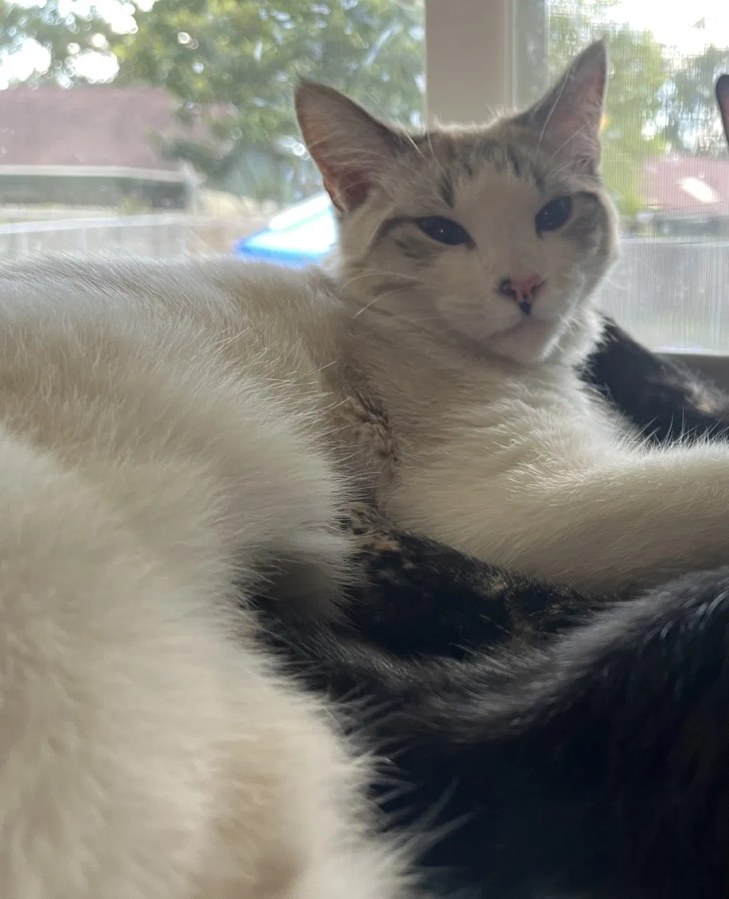 Lost cat in Seffner, FL, 33584