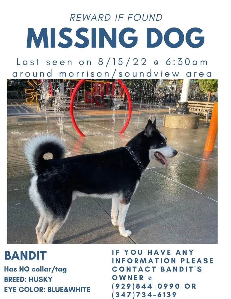 Lost dog in Bronx, NY, 10472