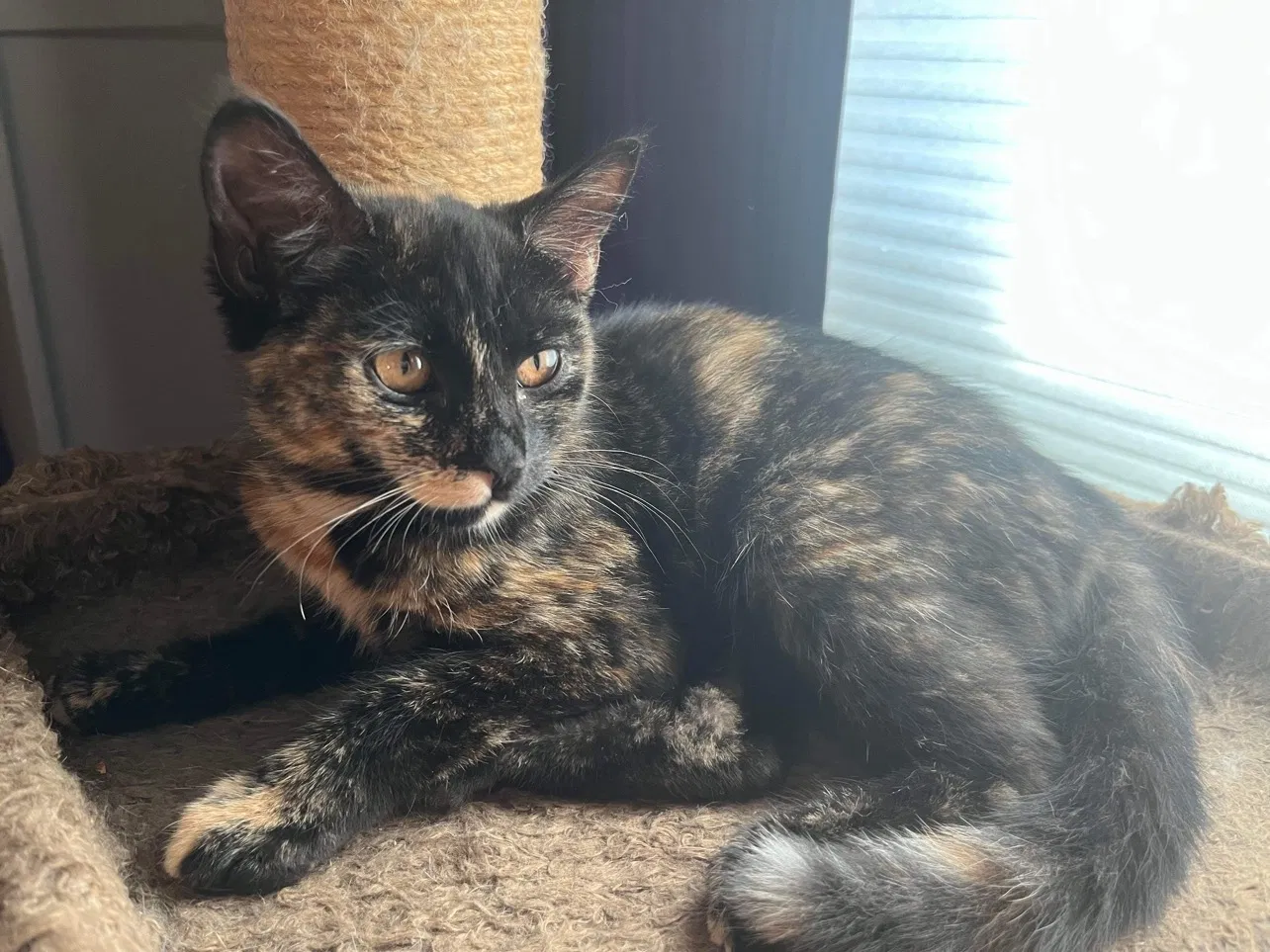 Lost cat in East Haven, CT, 6512