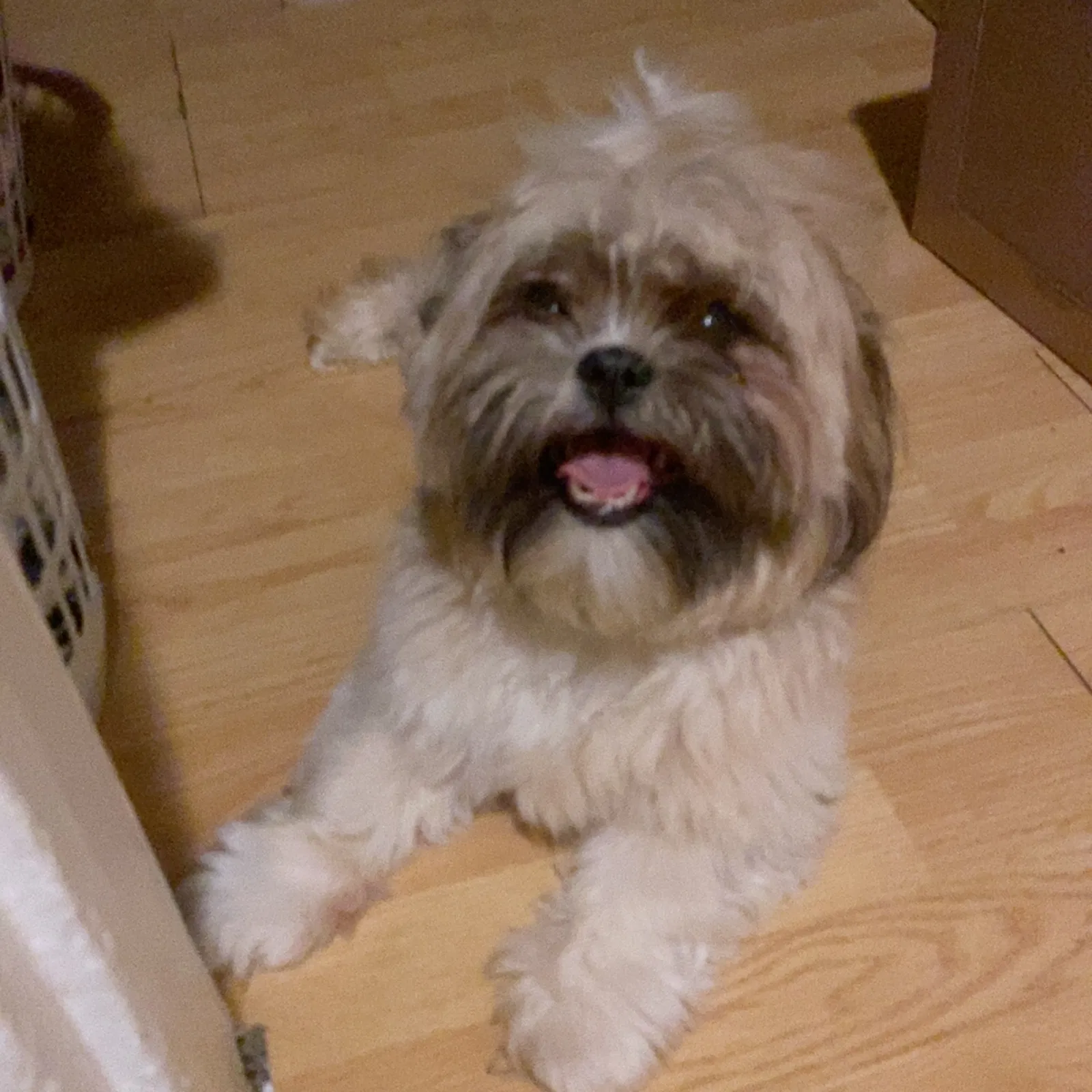 Lost dog in Muskegon, MI, 49442