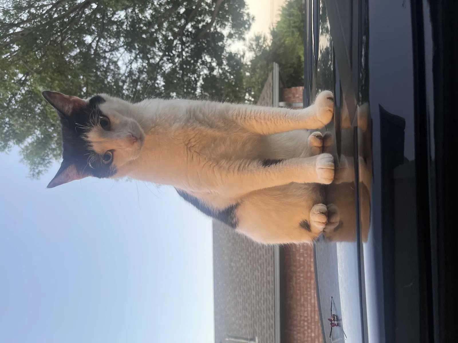 Lost cat in Carrollton, TX, 75006