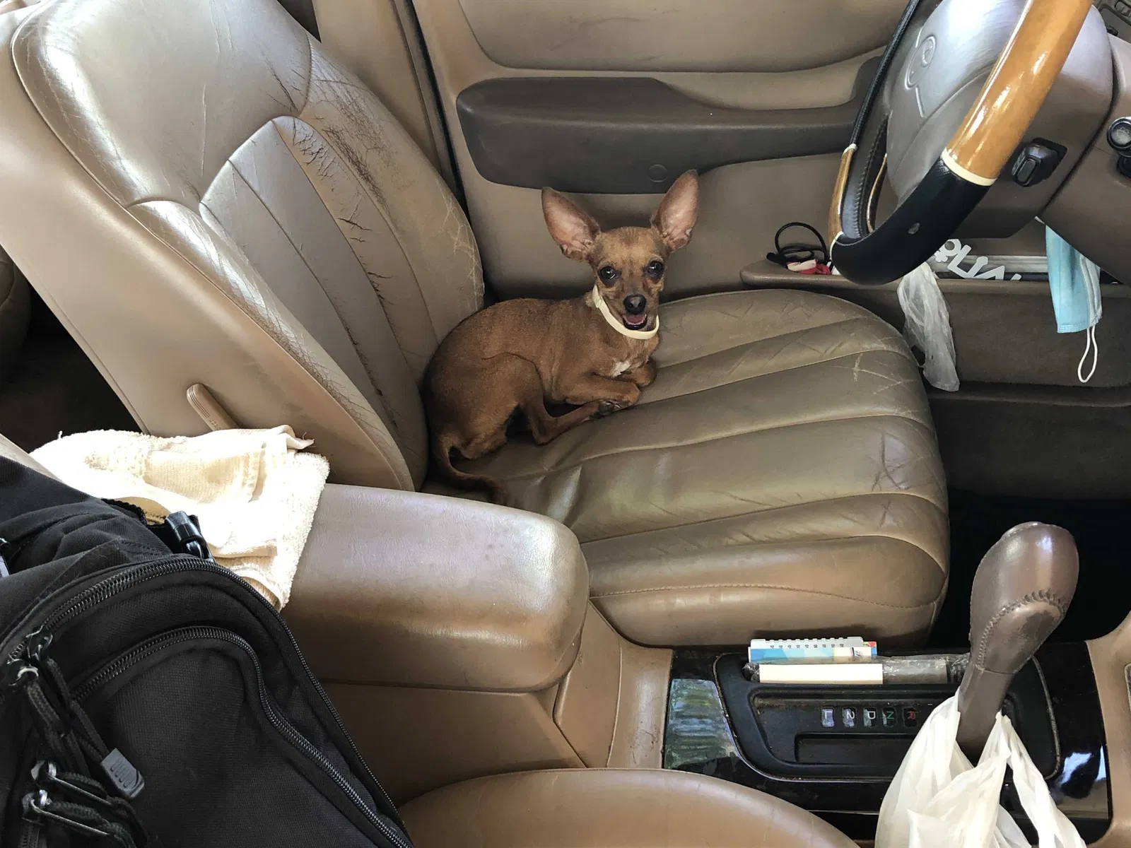Lost dog in San Antonio, TX, 78227