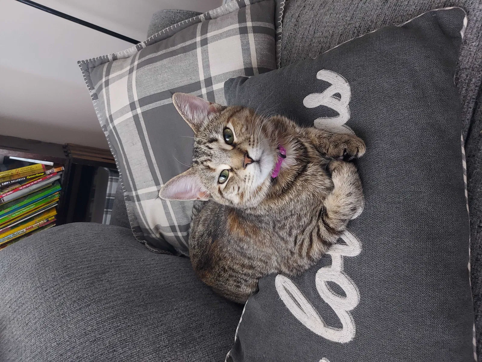 Lost cat in Belmont, NH, 3220