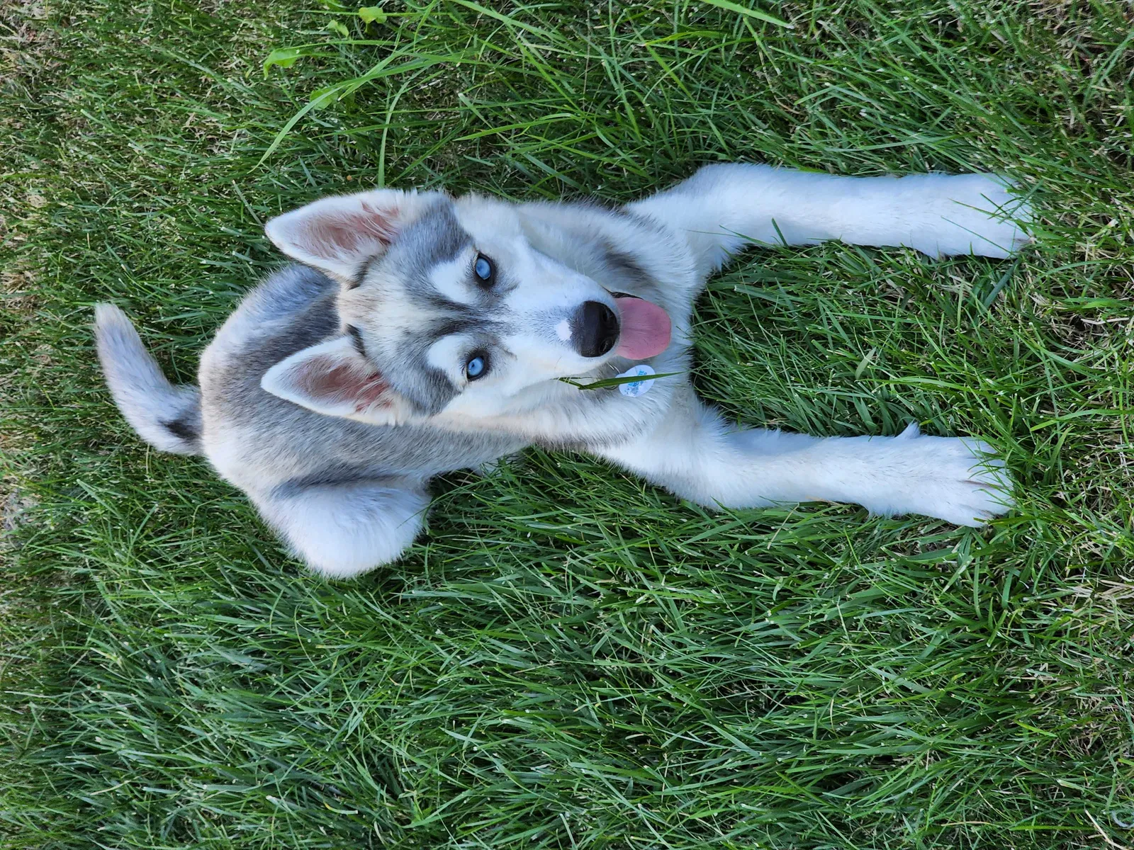 Lost dog in Meridian, ID, 83646