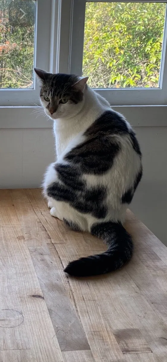 Lost cat in Los Angeles, CA, 90065
