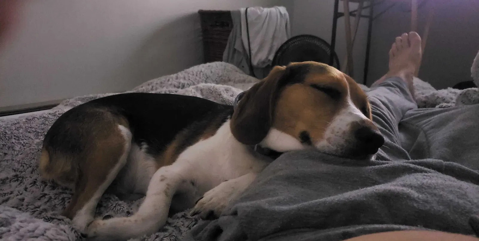 Lost dog in Blue Hill, ME, 4614