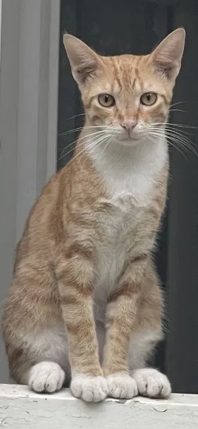 Lost cat in San Antonio, TX, 78222