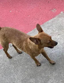 Lost dog in Topeka, KS, 66605
