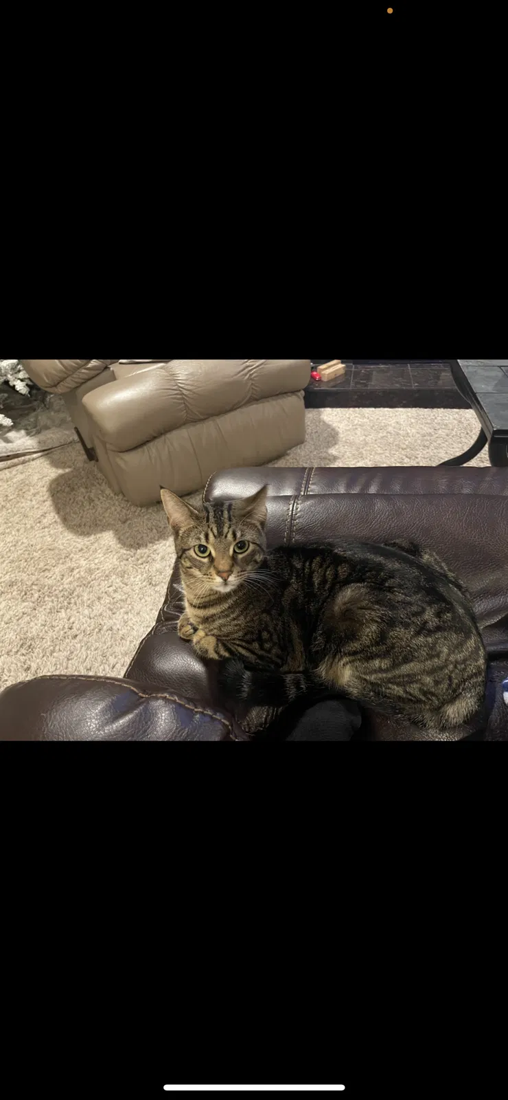 Lost cat in Livonia, MI, 48154