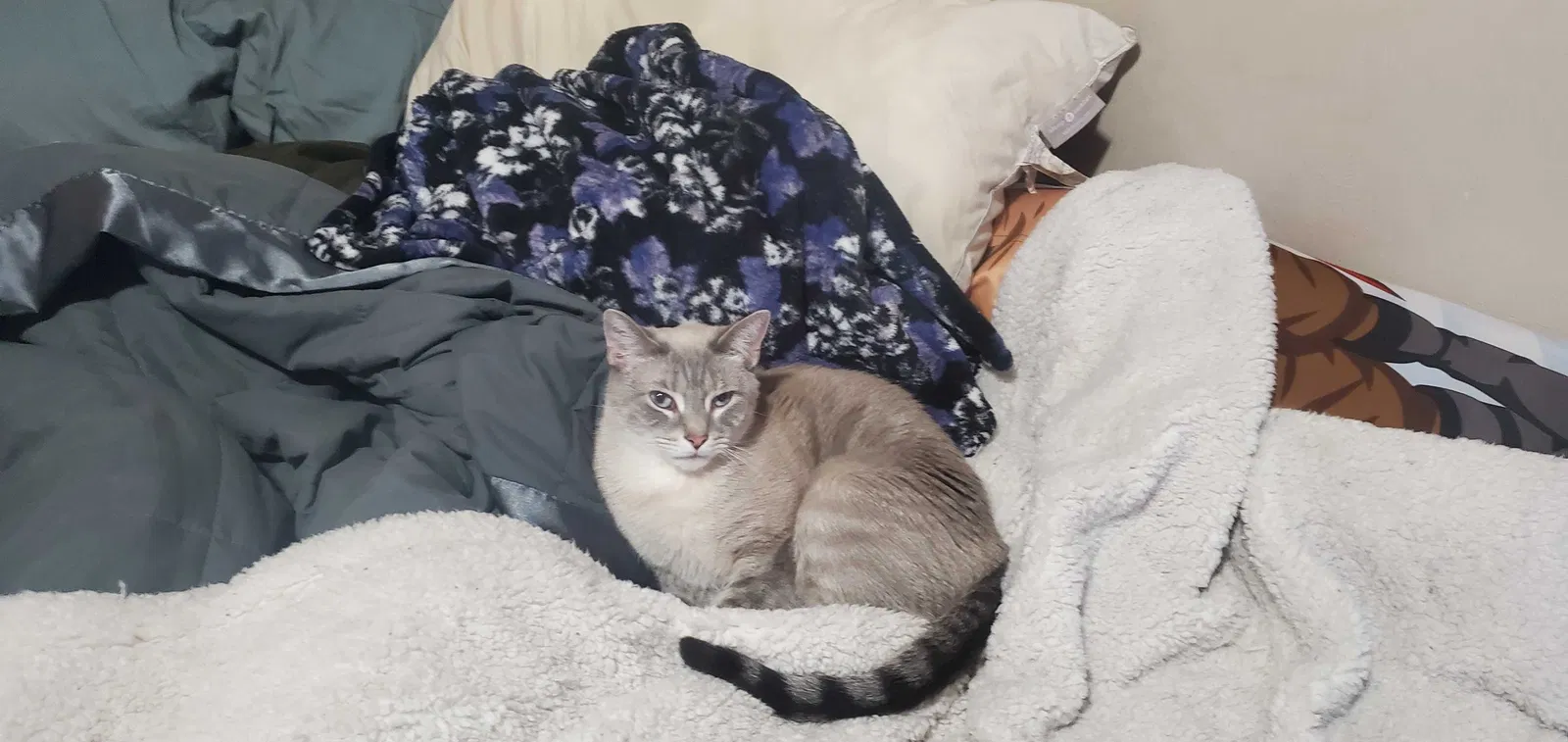 Lost cat in Jeannette, PA, 15644