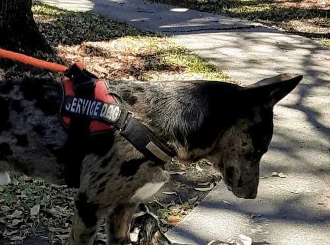 Lost dog in New Orleans, LA, 70112