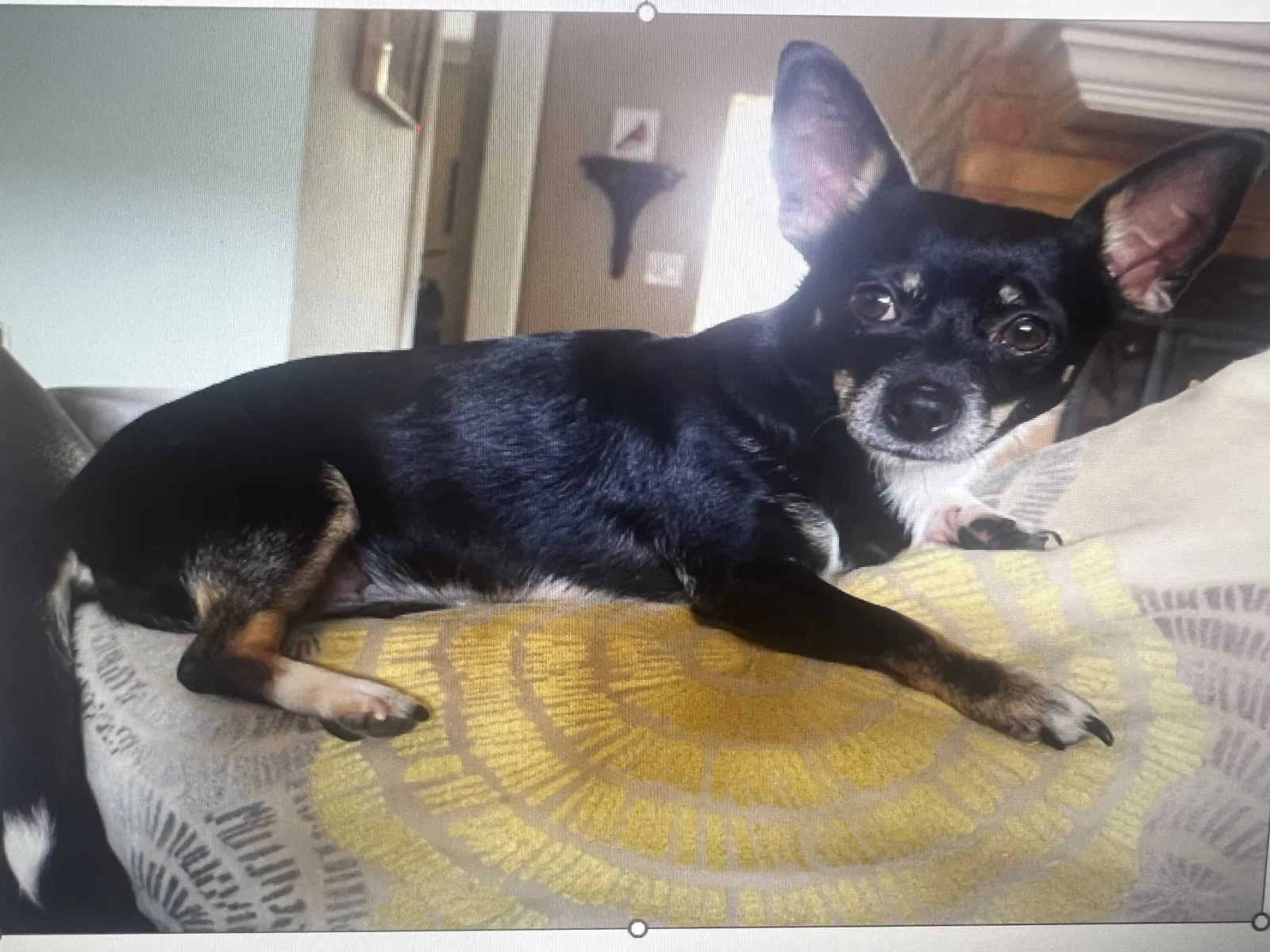 Lost dog in Conroe, TX, 77301