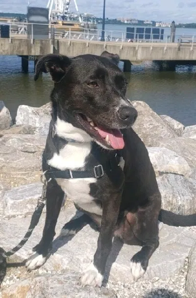 Lost dog in Fort Washington, MD, 20744