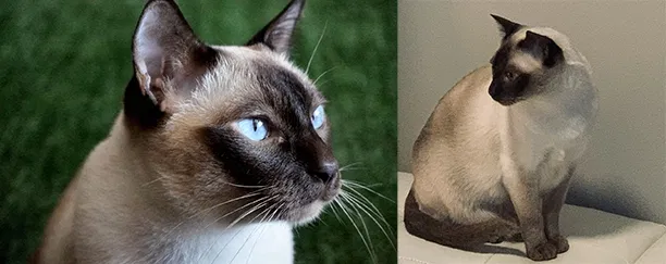 Lost cat in Battle Ground, WA, 98604