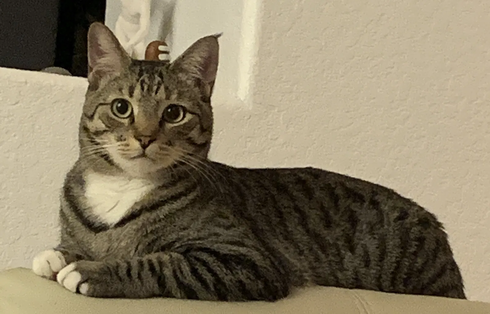 Lost cat in Tucson, AZ, 85742