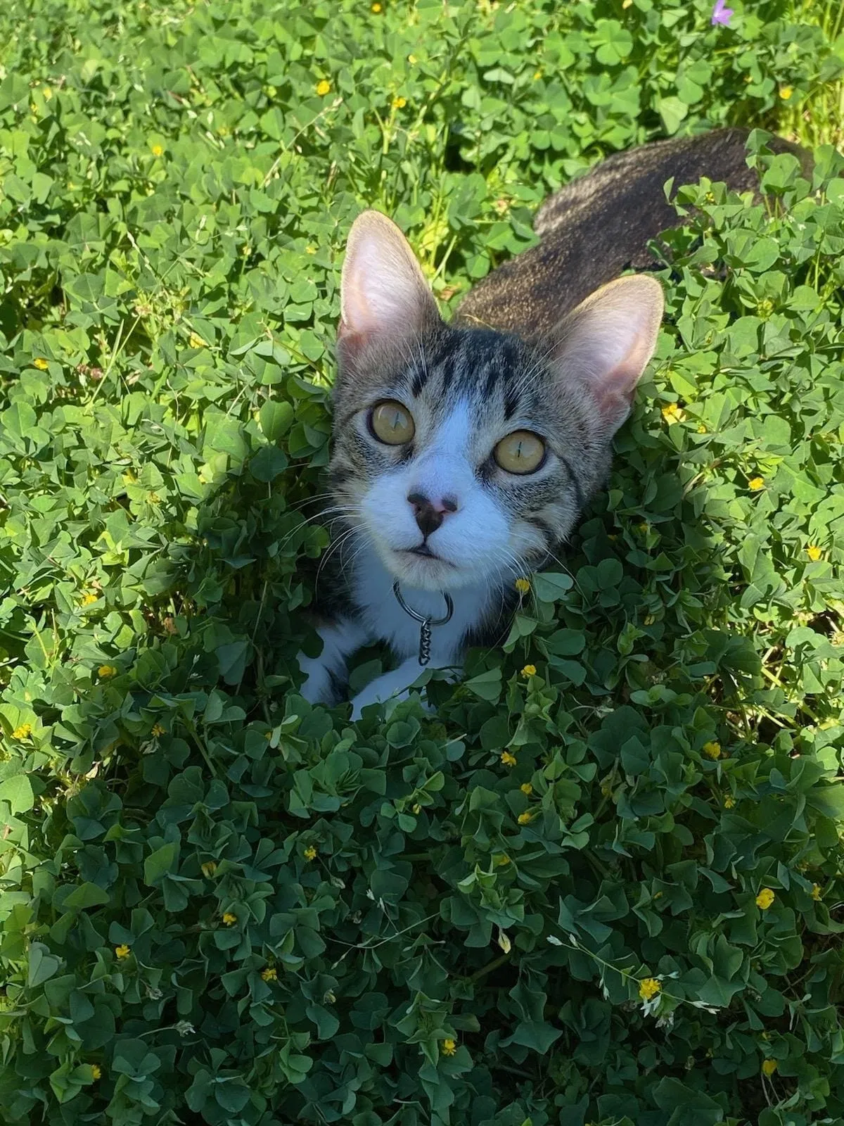 Lost cat in League City, TX, 77573