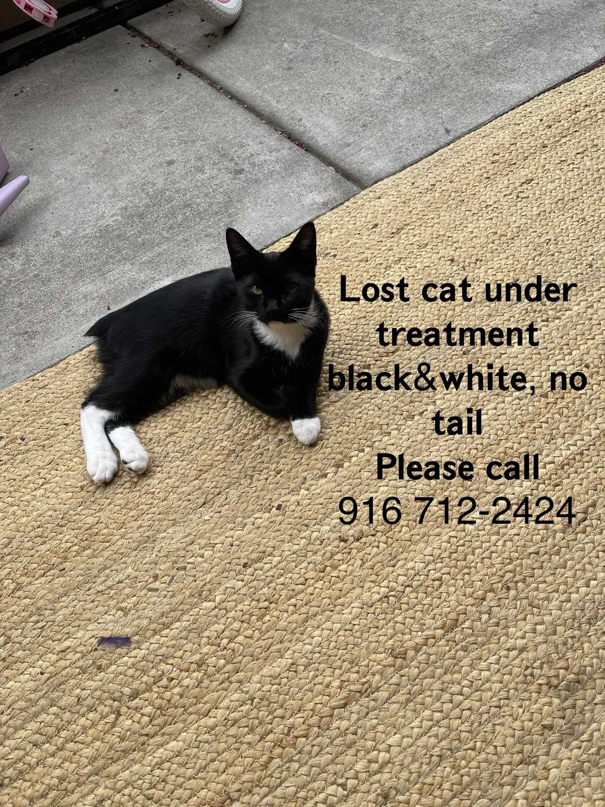 Lost cat in Citrus Heights, CA, 95621