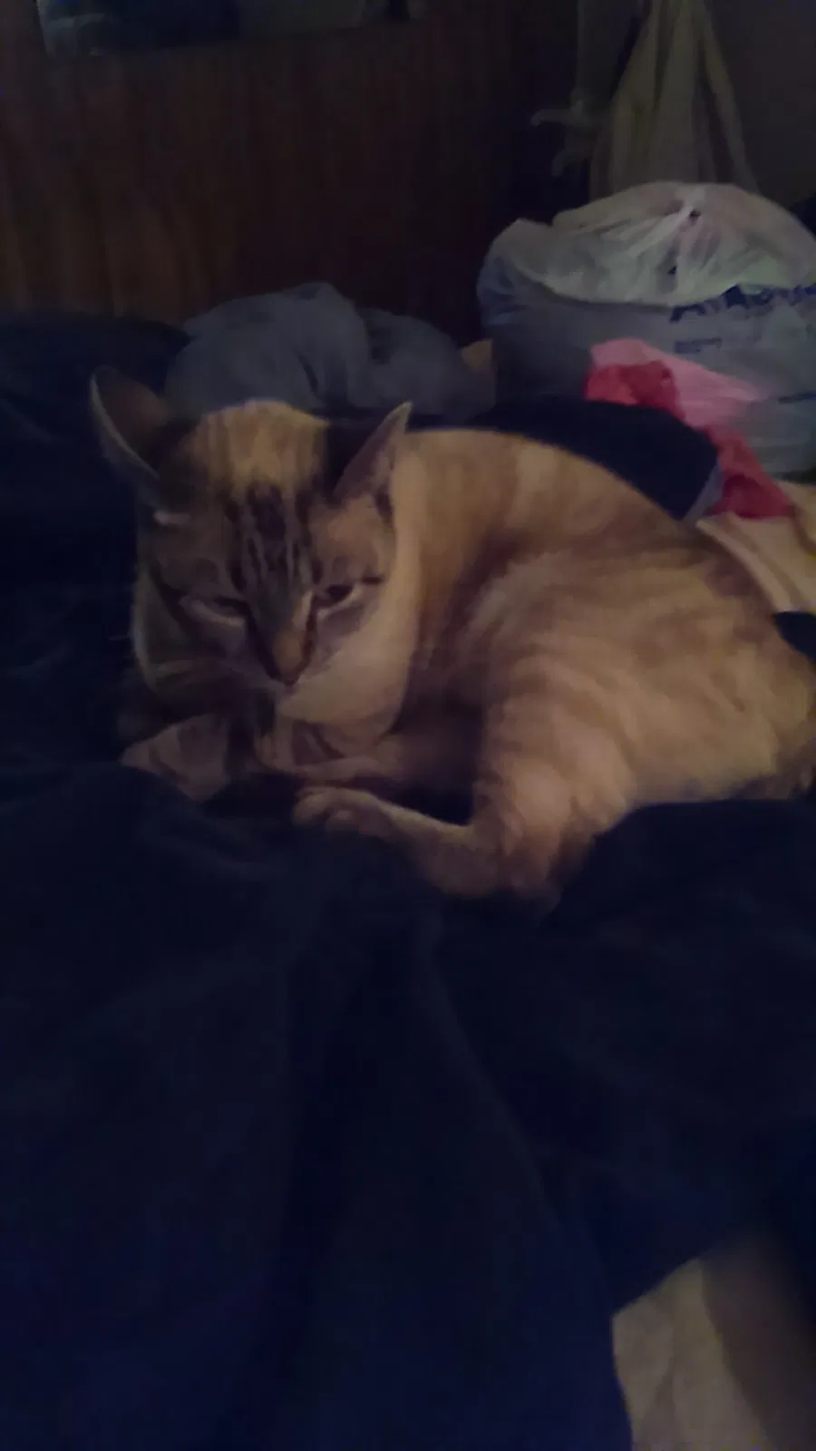 Lost cat in New Iberia, LA, 70560