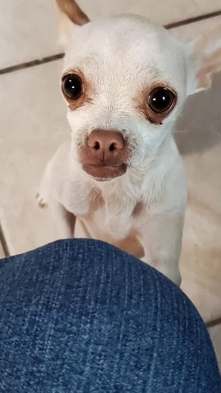 Lost dog in Houston, TX, 77095