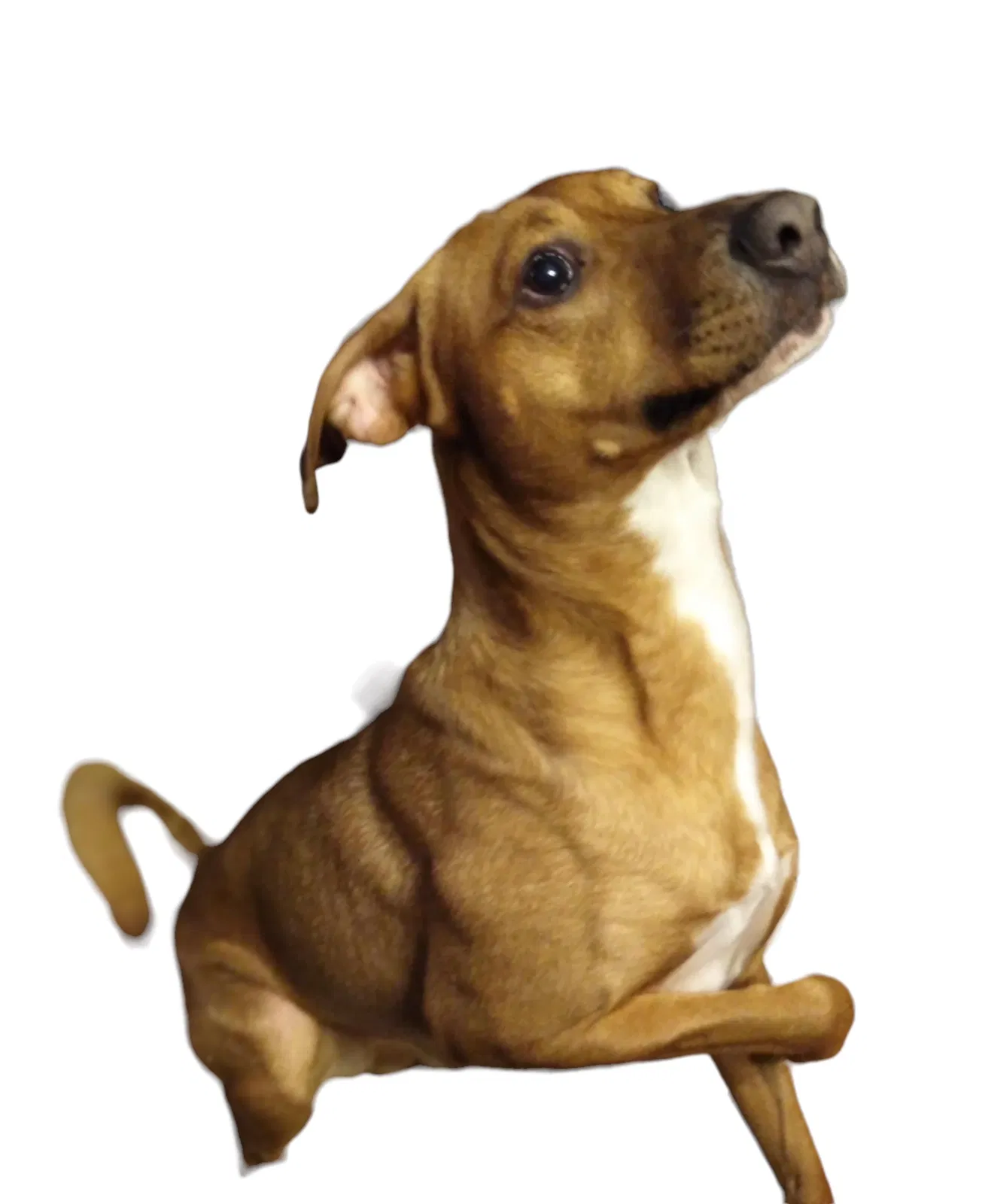 Lost dog in San Diego, CA, 92115