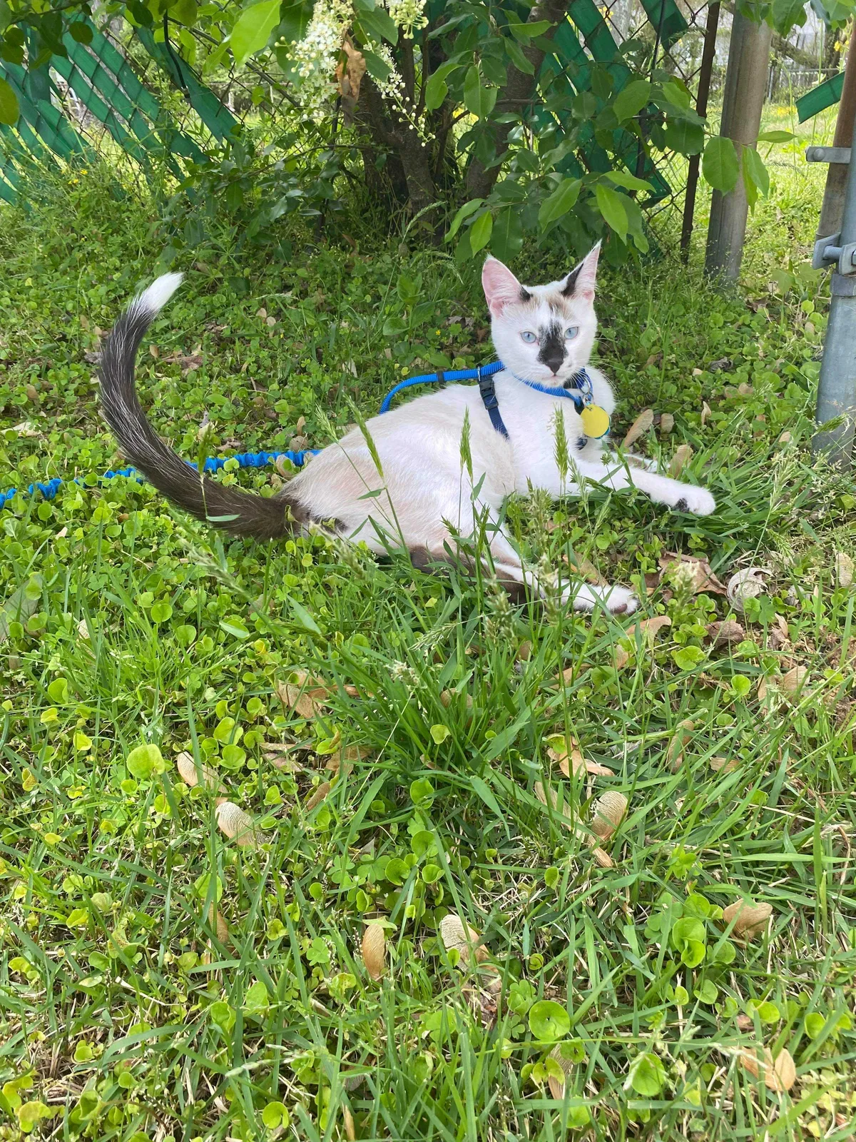 Lost cat in Newport News, VA, 23605