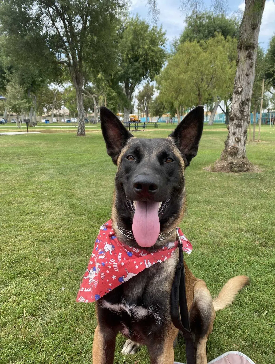 Lost dog in Los Angeles, CA, 90023