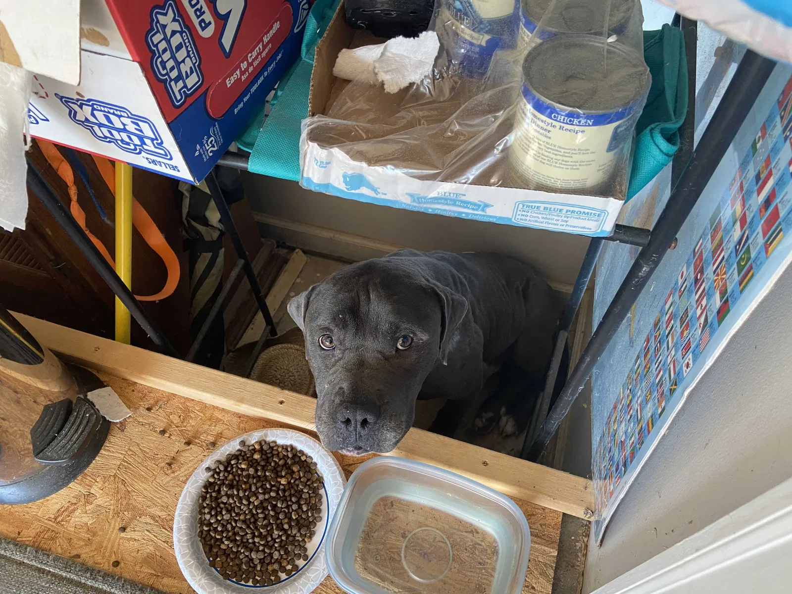 Found dog in Social Circle, GA, 30025