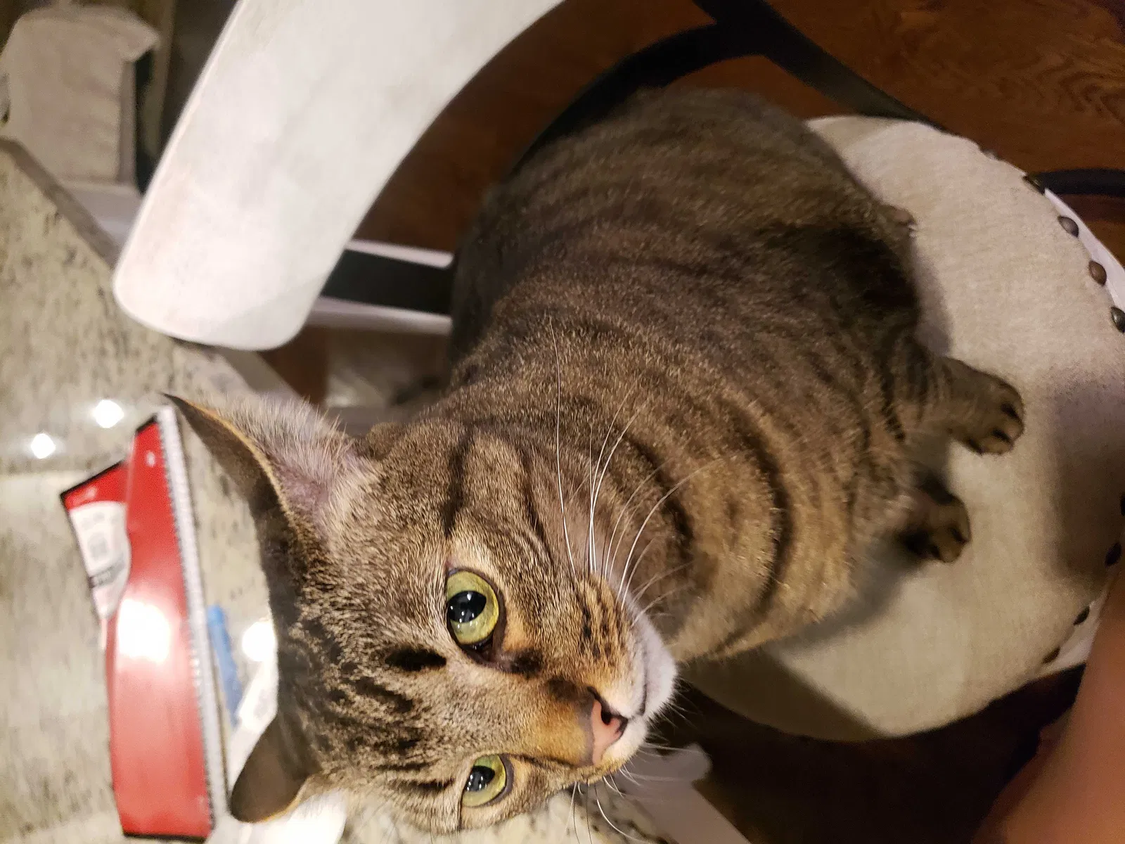 Lost cat in Cumming, GA, 30028