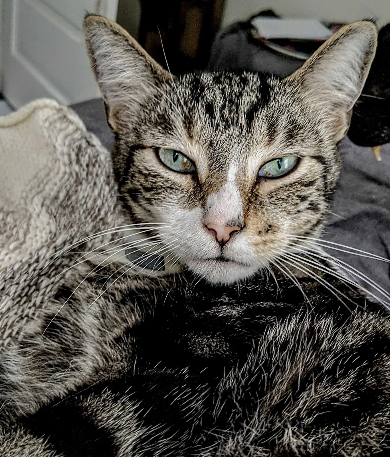 Lost cat in Savannah, GA, 31406