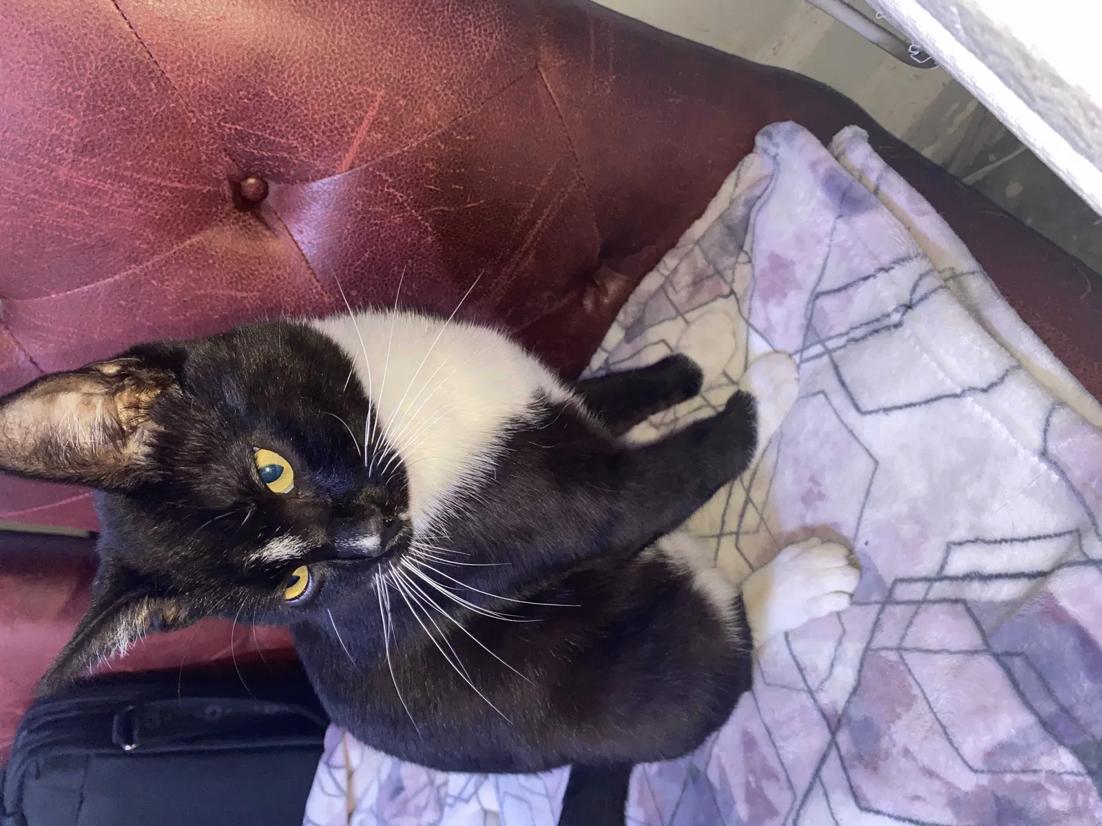 Lost cat in Oklahoma City, OK, 73108