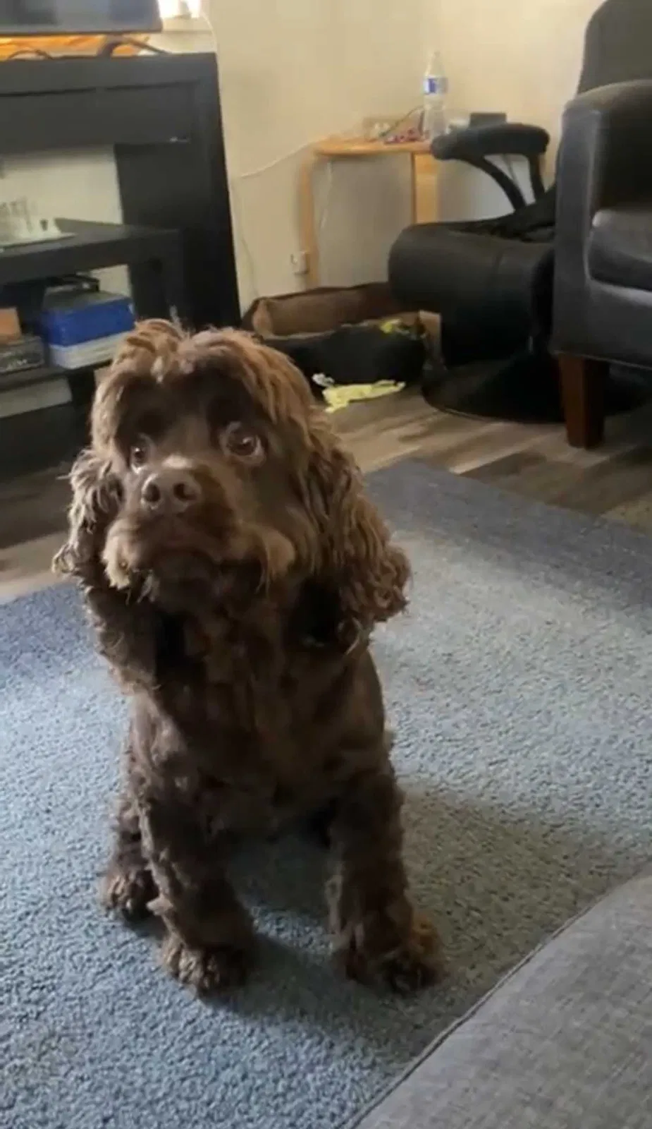 Lost dog in Union City, CA, 94587