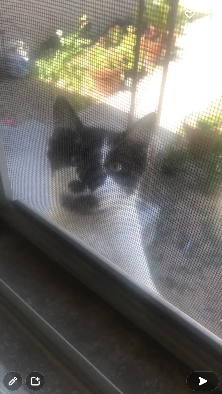 Lost cat in Fresno, CA, 93726