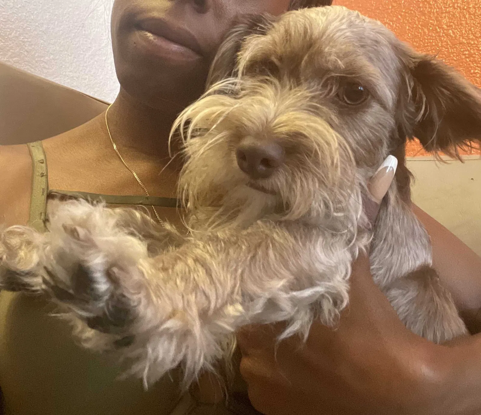 Lost dog in Mountain View, CA, 94040