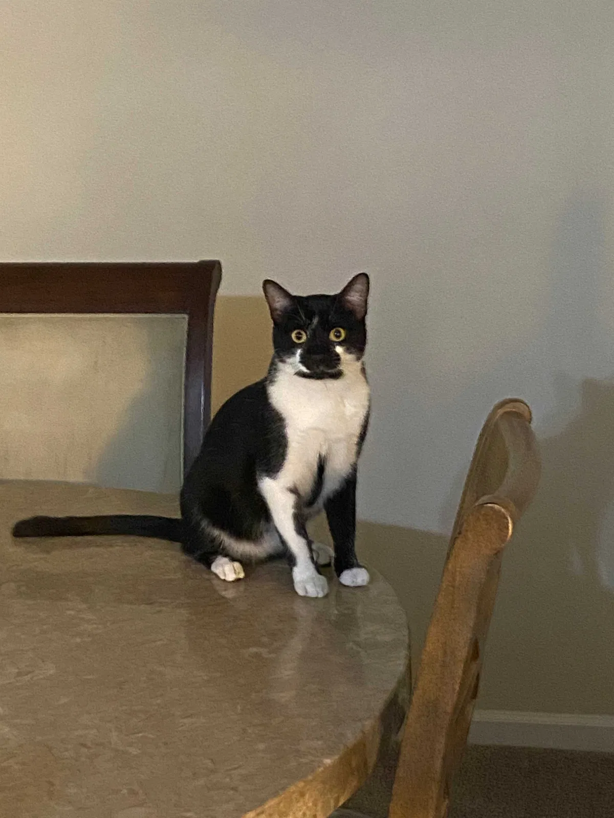 Lost cat in Tampa, FL, 33647