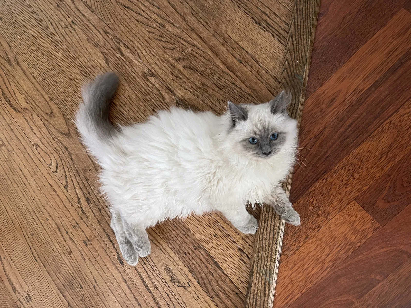 Lost cat in Chicago, IL, 60638