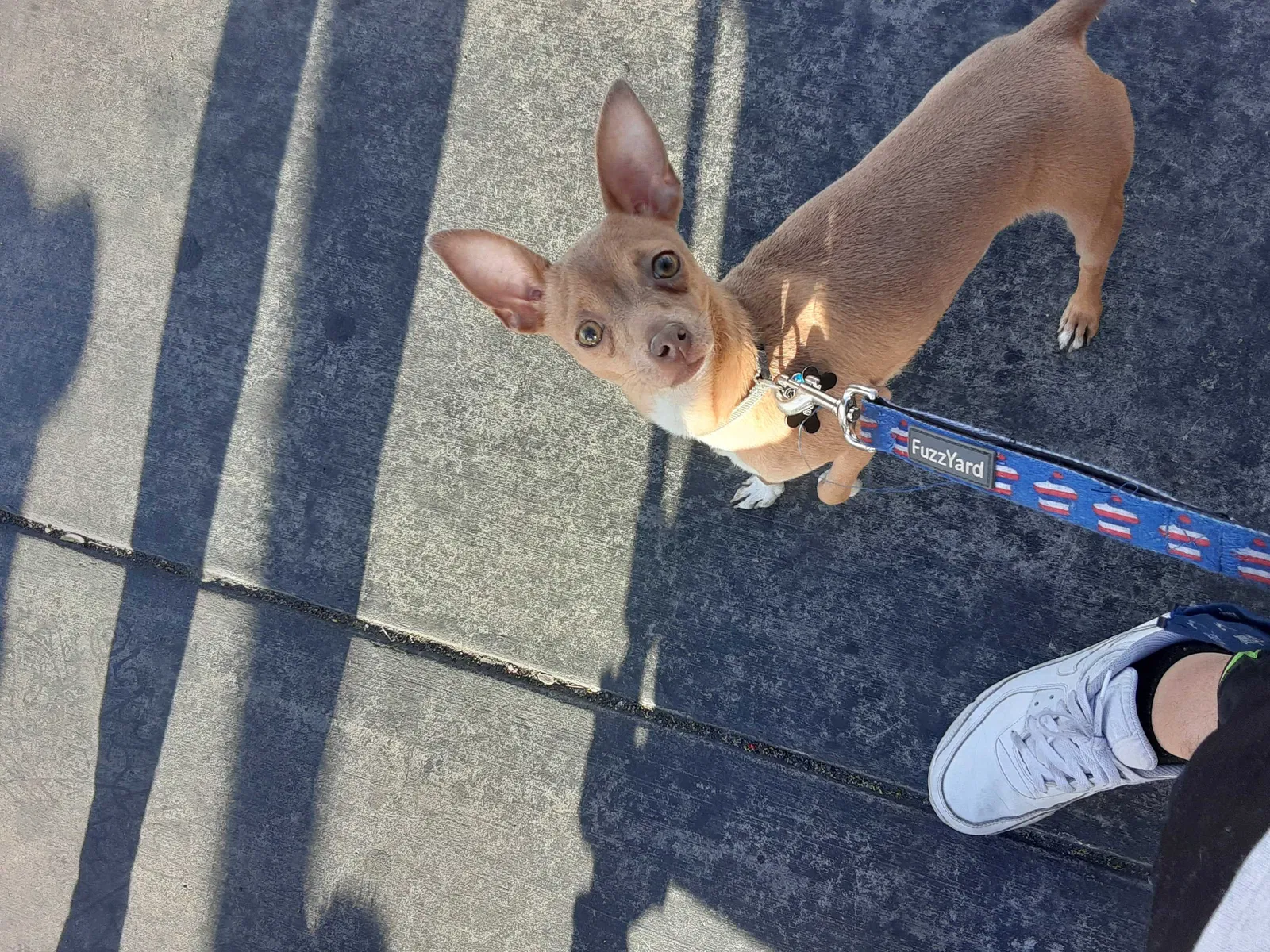 Lost dog in Moose Lake, MN, 55767