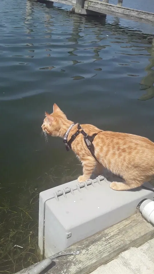 Lost cat in Warren, MI, 48089