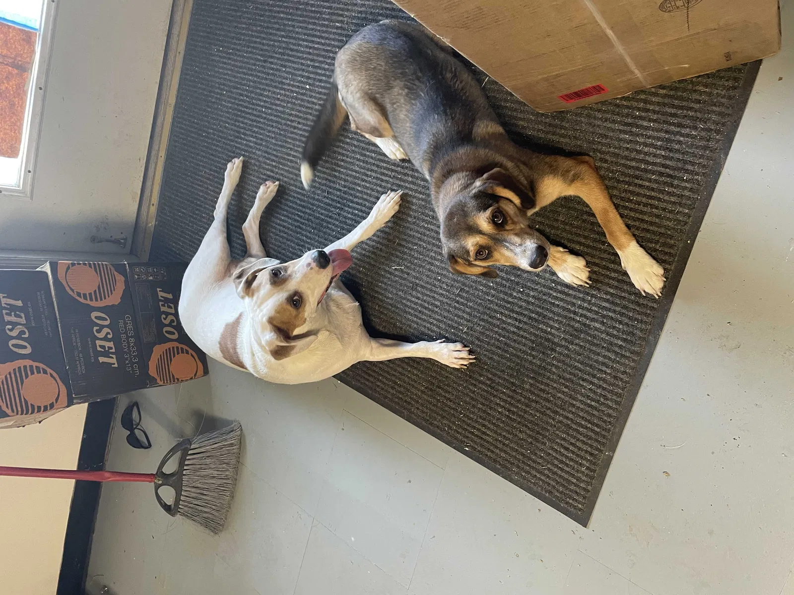 Found dog in Bloomsdale, MO, 63627