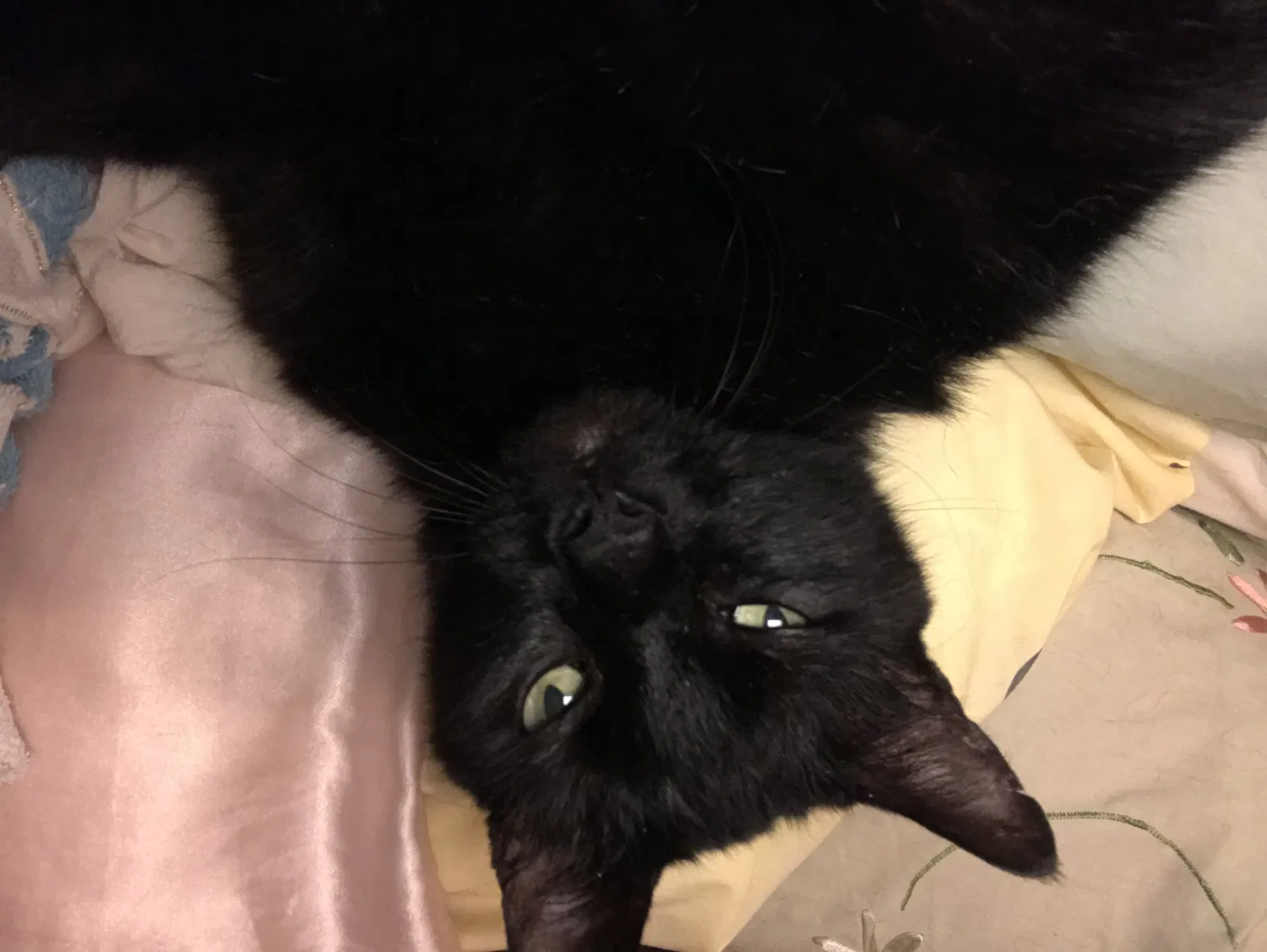 Lost cat in Canton, GA, 30114