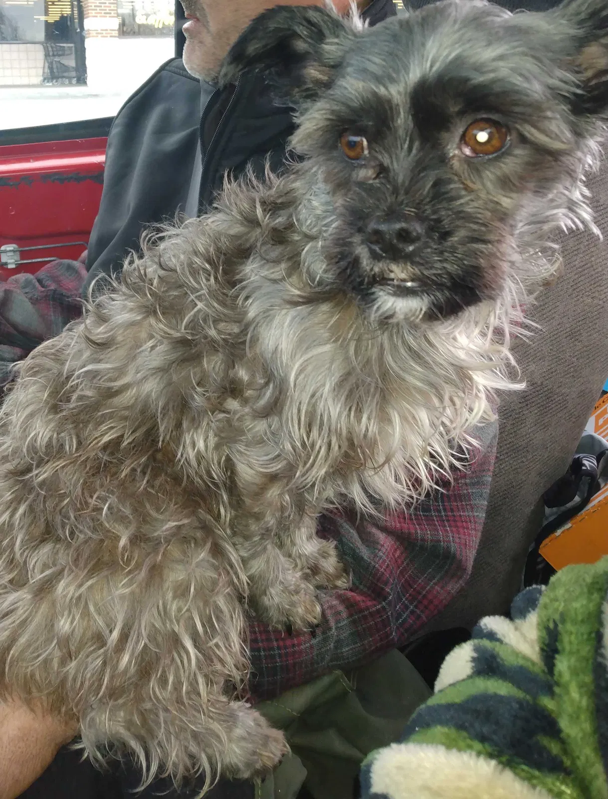 Lost dog in Estill Springs, TN, 37330