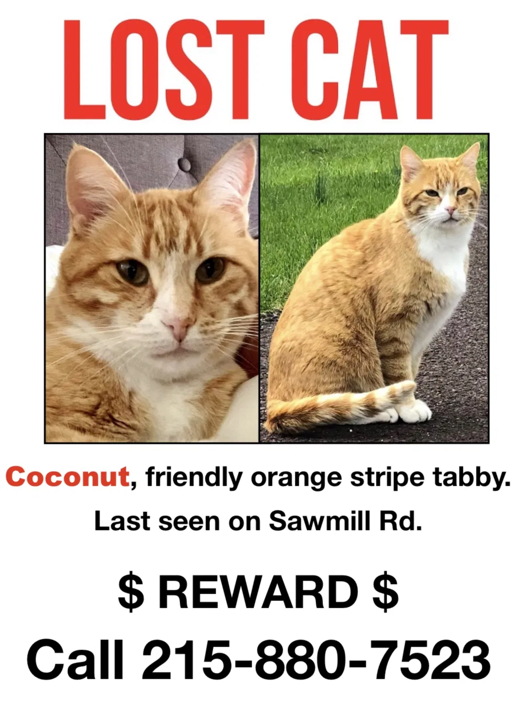 Lost cat in Doylestown, PA, 18902