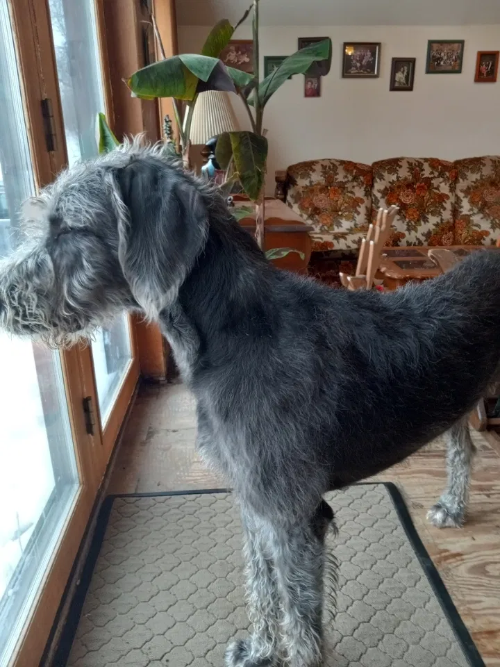Lost dog in Chilton, WI, 53014