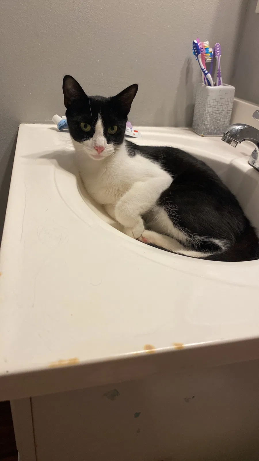 Lost cat in Lynn Haven, FL, 32444