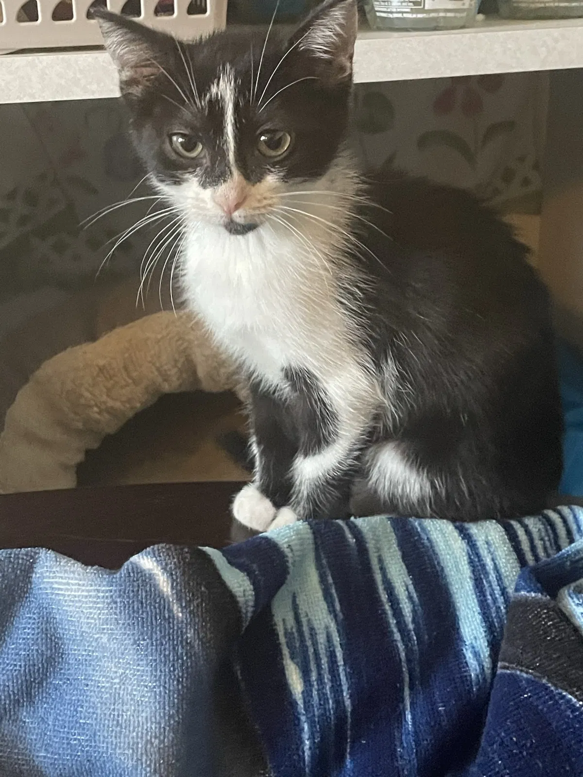 Lost cat in Hempstead, NY, 11550