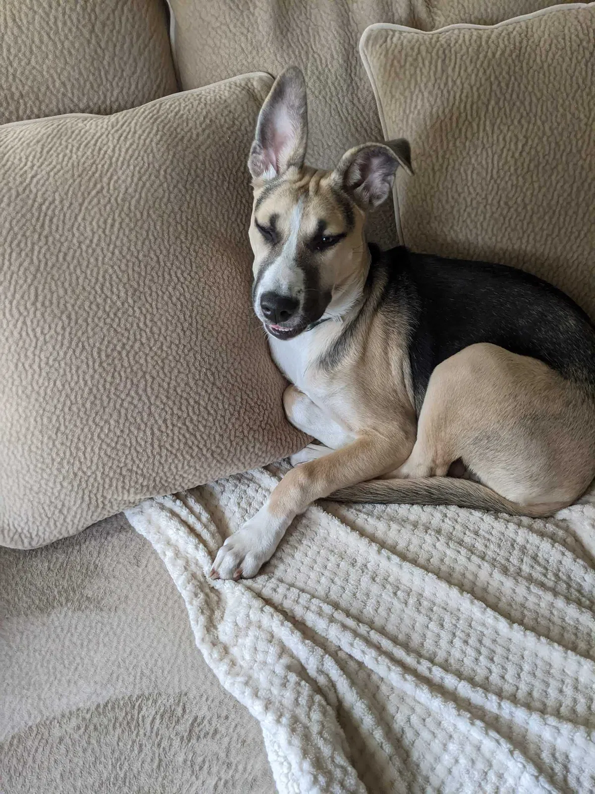 Lost dog in Greeley, CO, 80631