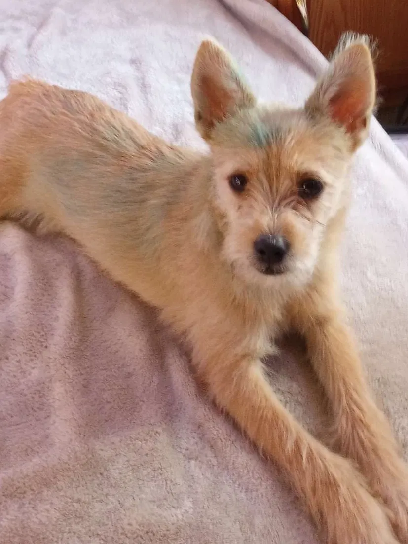 Lost dog in Menifee, CA, 92584