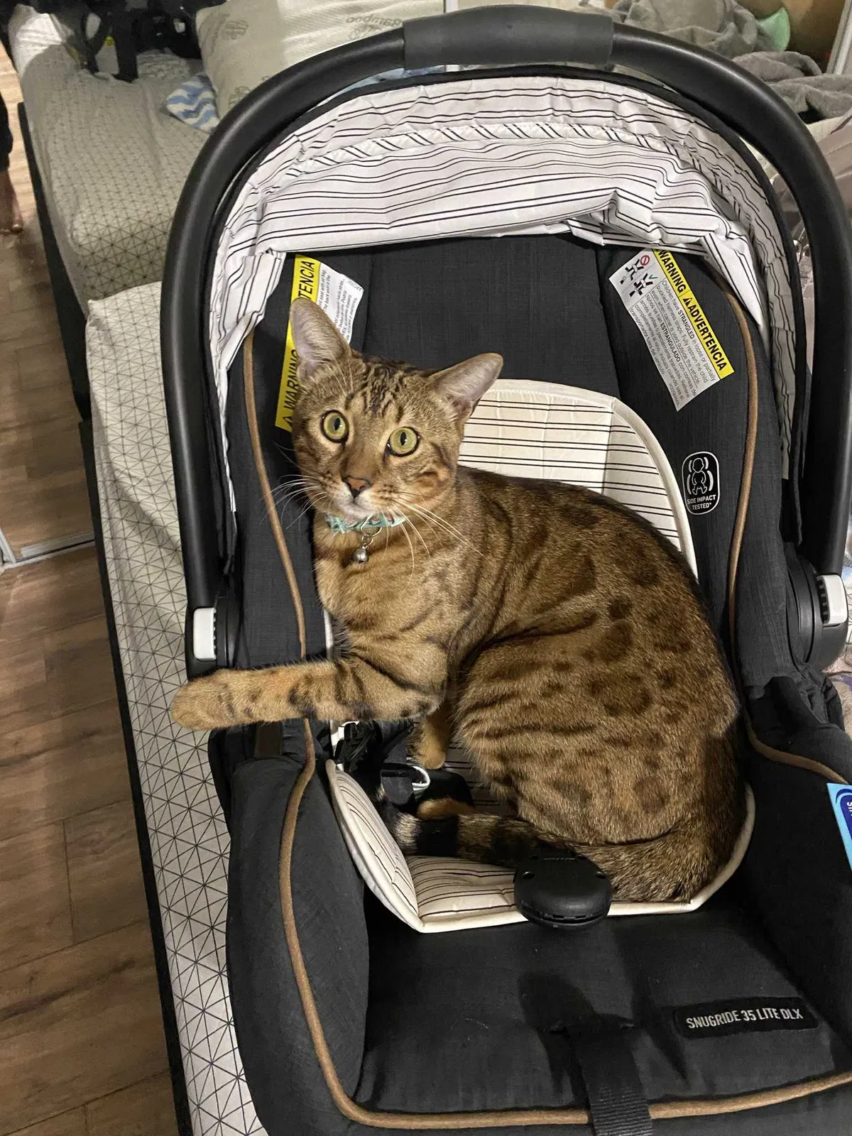 Lost cat in Rowland Heights, CA, 91748