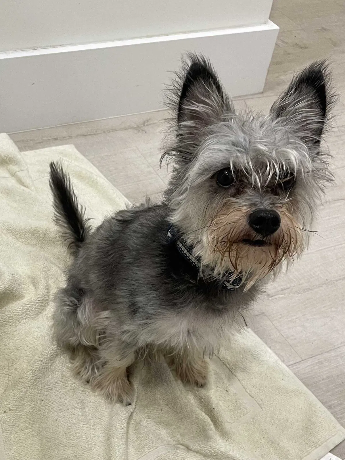 Lost dog in Miami, FL, 33156