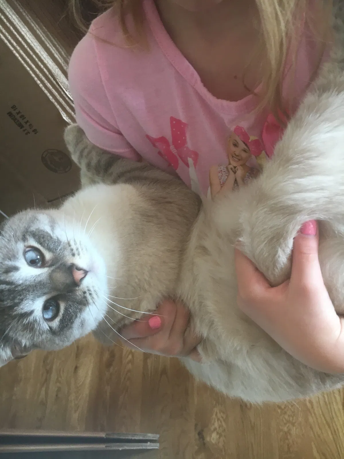 Lost cat in Aurora, CO, 80013
